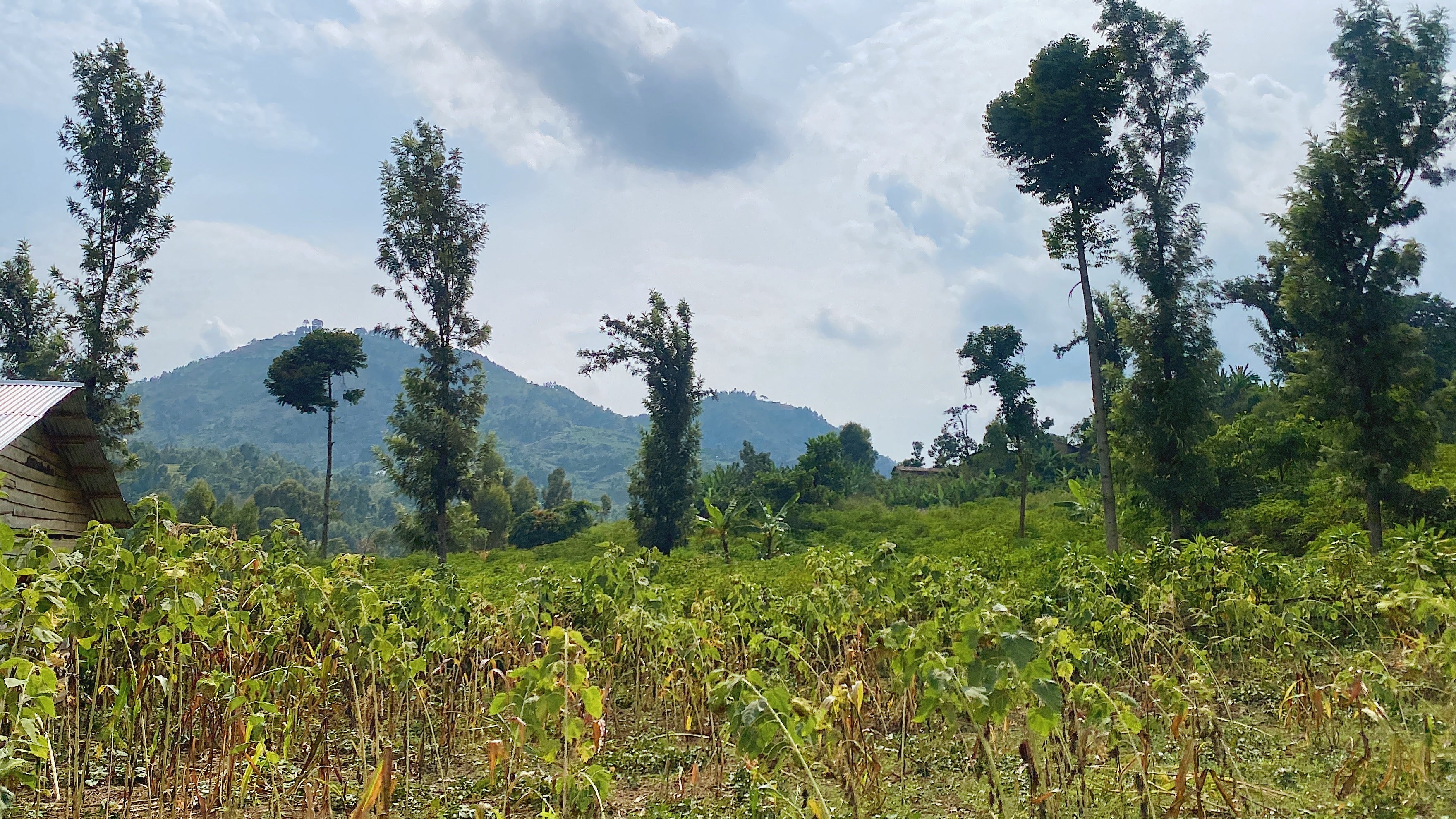 Congo Idjwi Island- NEW